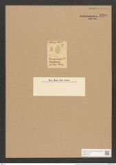 Cocconeis firmica Er. (de-Toni-Nr.: Genus 40, Species 1877) Zeichnungen Sammlung Grunow Nr. 3700 (NHMW-BOT-W0371327)